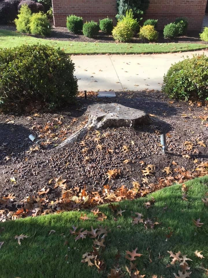 Stump before removal